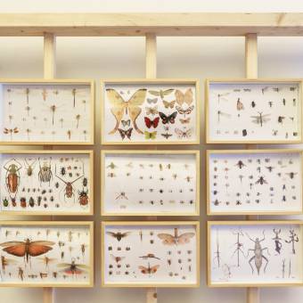 'Insectos. Todo lo que cuentan' en Bilbao